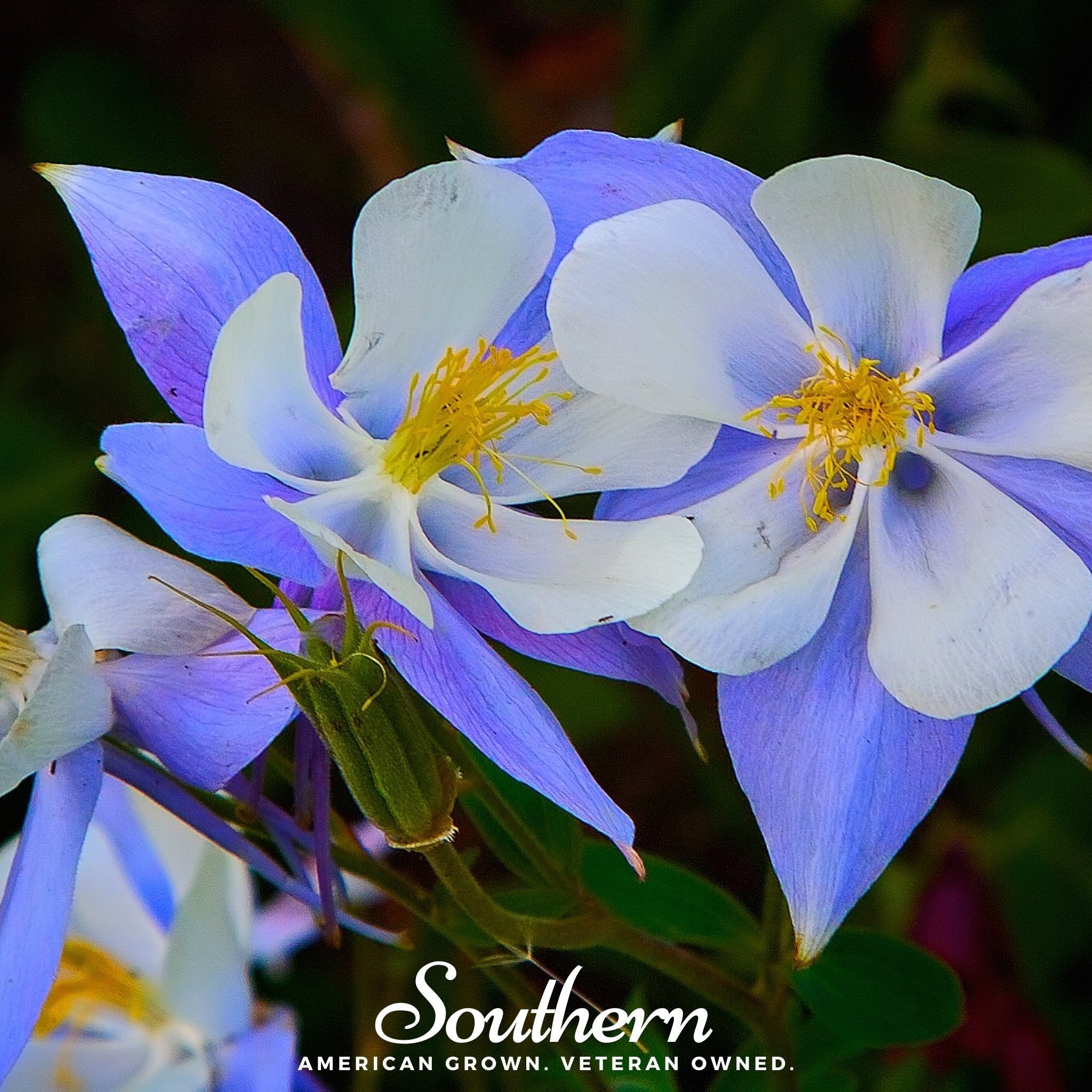 Columbine, Colorado Blue (Aquilegia vulgaris) - 100 Seeds seed packet from Seed Therapy – American - grown, heirloom seeds