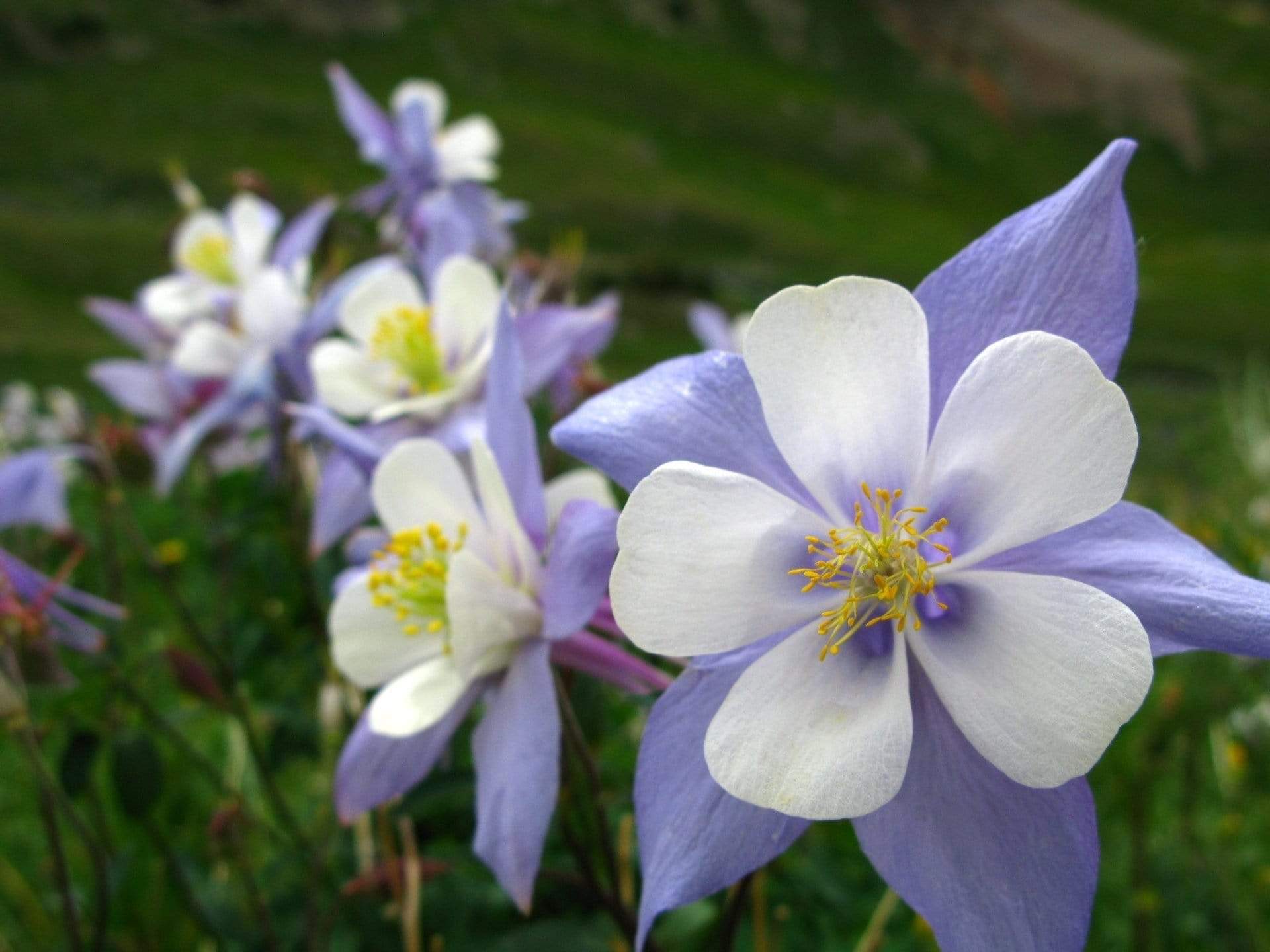 Columbine, Dwarf Mix (Aquilegia vulgaris) - 100 Seeds seed packet from Seed Therapy – American - grown, heirloom seeds