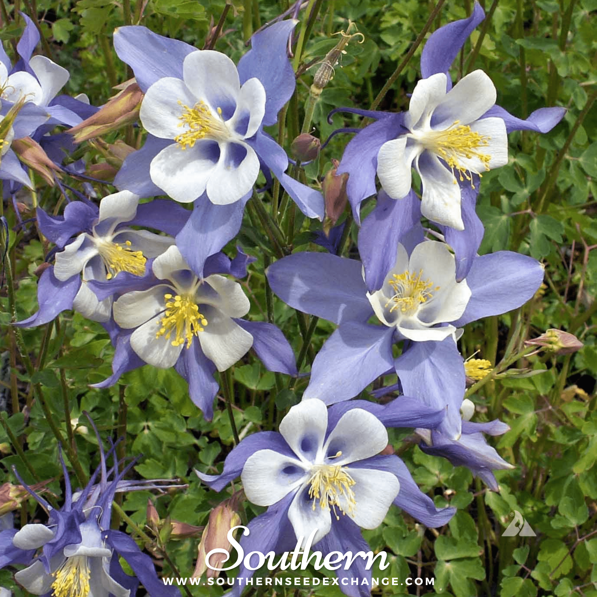 Columbine, Dwarf Mix (Aquilegia vulgaris) - 100 Seeds seed packet from Seed Therapy – American - grown, heirloom seeds