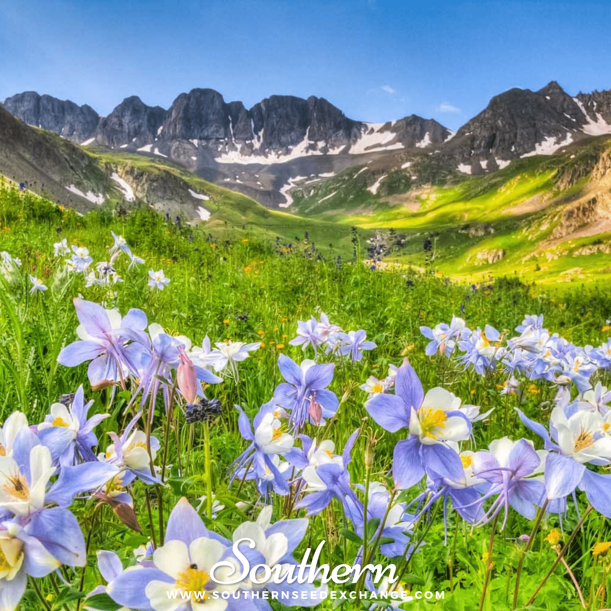 Columbine, Dwarf Mix (Aquilegia vulgaris) - 100 Seeds seed packet from Seed Therapy – American - grown, heirloom seeds