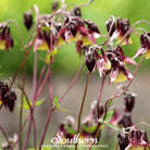 Columbine, Oriental (Aquilegia oxysepala) - 100 Seeds seed packet from Seed Therapy – American - grown, heirloom seeds