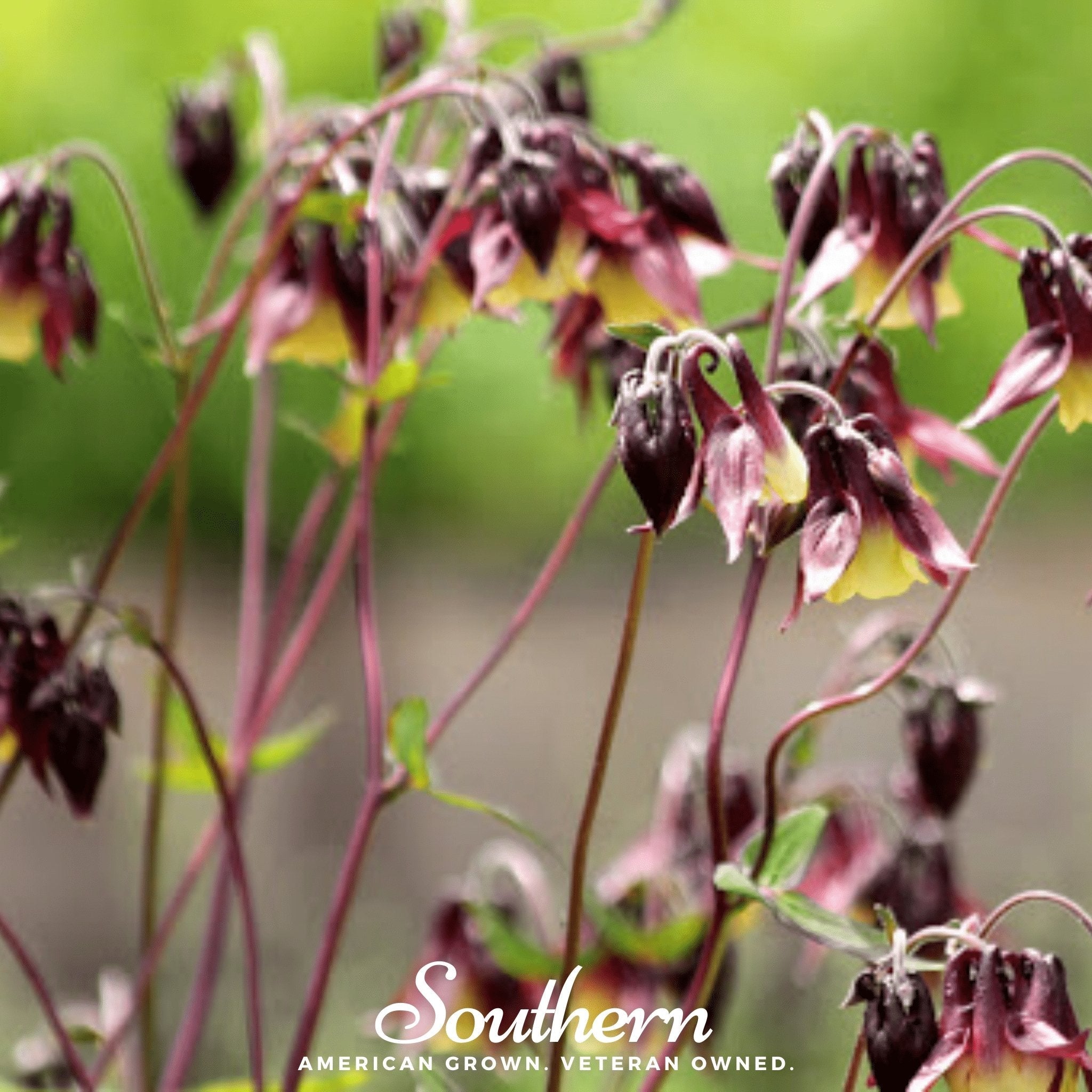 Columbine, Oriental (Aquilegia oxysepala) - 100 Seeds seed packet from Seed Therapy – American - grown, heirloom seeds