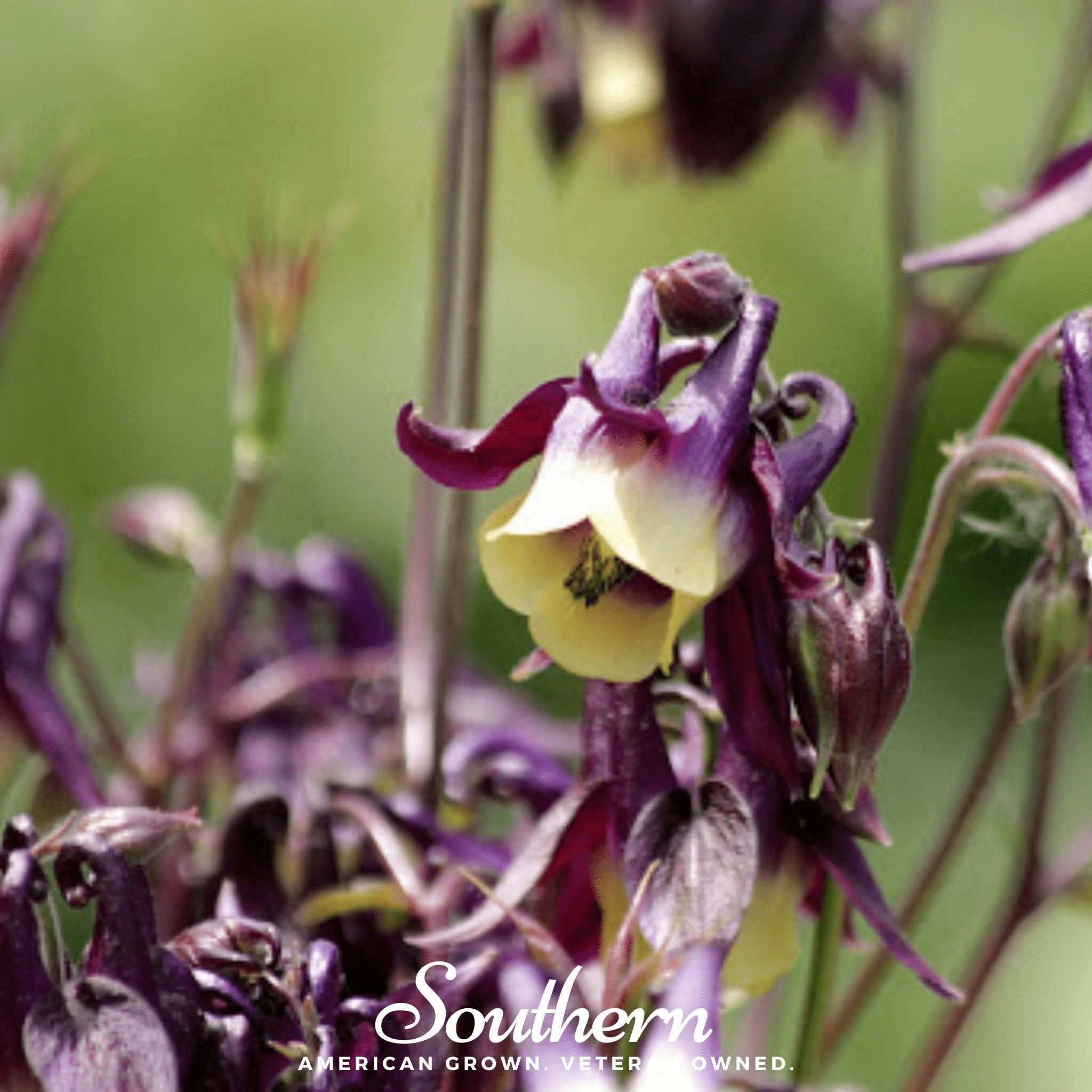 Columbine, Oriental (Aquilegia oxysepala) - 100 Seeds seed packet from Seed Therapy – American - grown, heirloom seeds