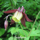 Columbine, Oriental (Aquilegia oxysepala) - 100 Seeds seed packet from Seed Therapy – American - grown, heirloom seeds