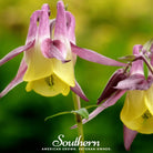 Columbine, Oriental (Aquilegia oxysepala) - 100 Seeds seed packet from Seed Therapy – American - grown, heirloom seeds
