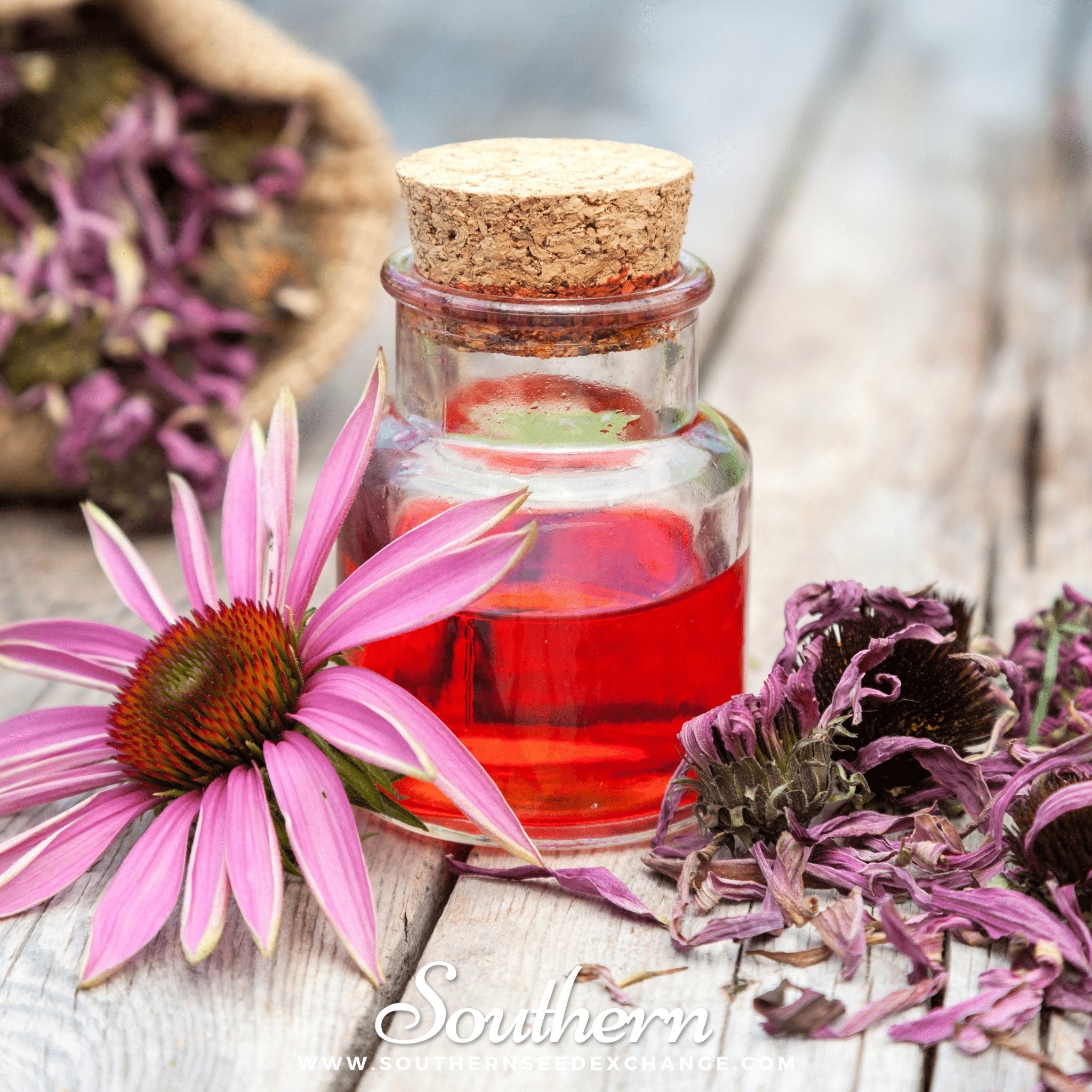 Coneflower, Purple - Echinacea (Echinacea Purpurea) - 100 Seeds seed packet from Seed Therapy – American - grown, heirloom seeds