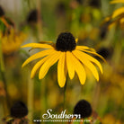 Coneflower, Yellow (Ratibida pinnata) - 100 Seeds seed packet from Seed Therapy – American - grown, heirloom seeds