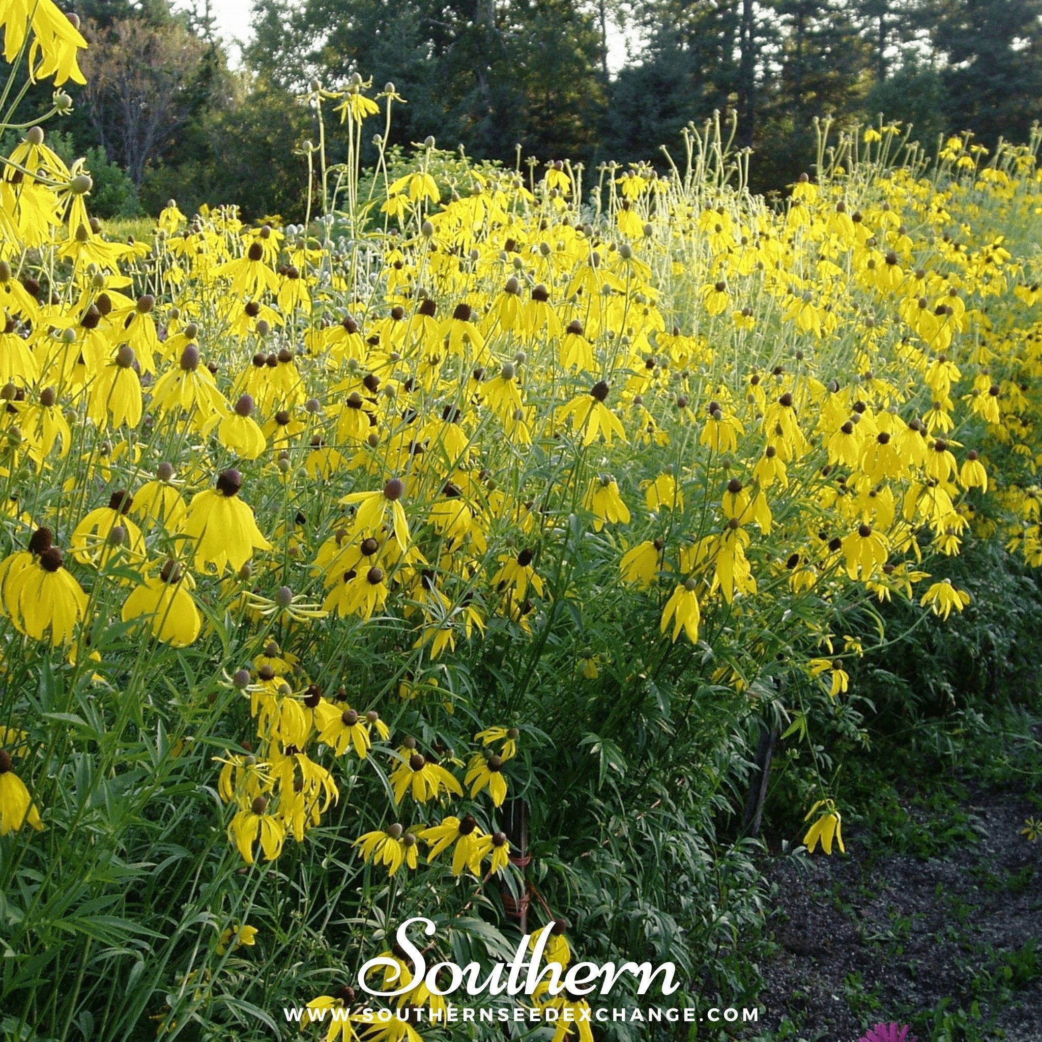 Coneflower, Yellow (Ratibida pinnata) - 100 Seeds seed packet from Seed Therapy – American - grown, heirloom seeds