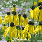 Coneflower, Yellow (Ratibida pinnata) - 100 Seeds seed packet from Seed Therapy – American - grown, heirloom seeds