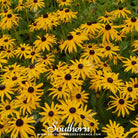 Coneflower, Yellow (Ratibida pinnata) - 100 Seeds seed packet from Seed Therapy – American - grown, heirloom seeds