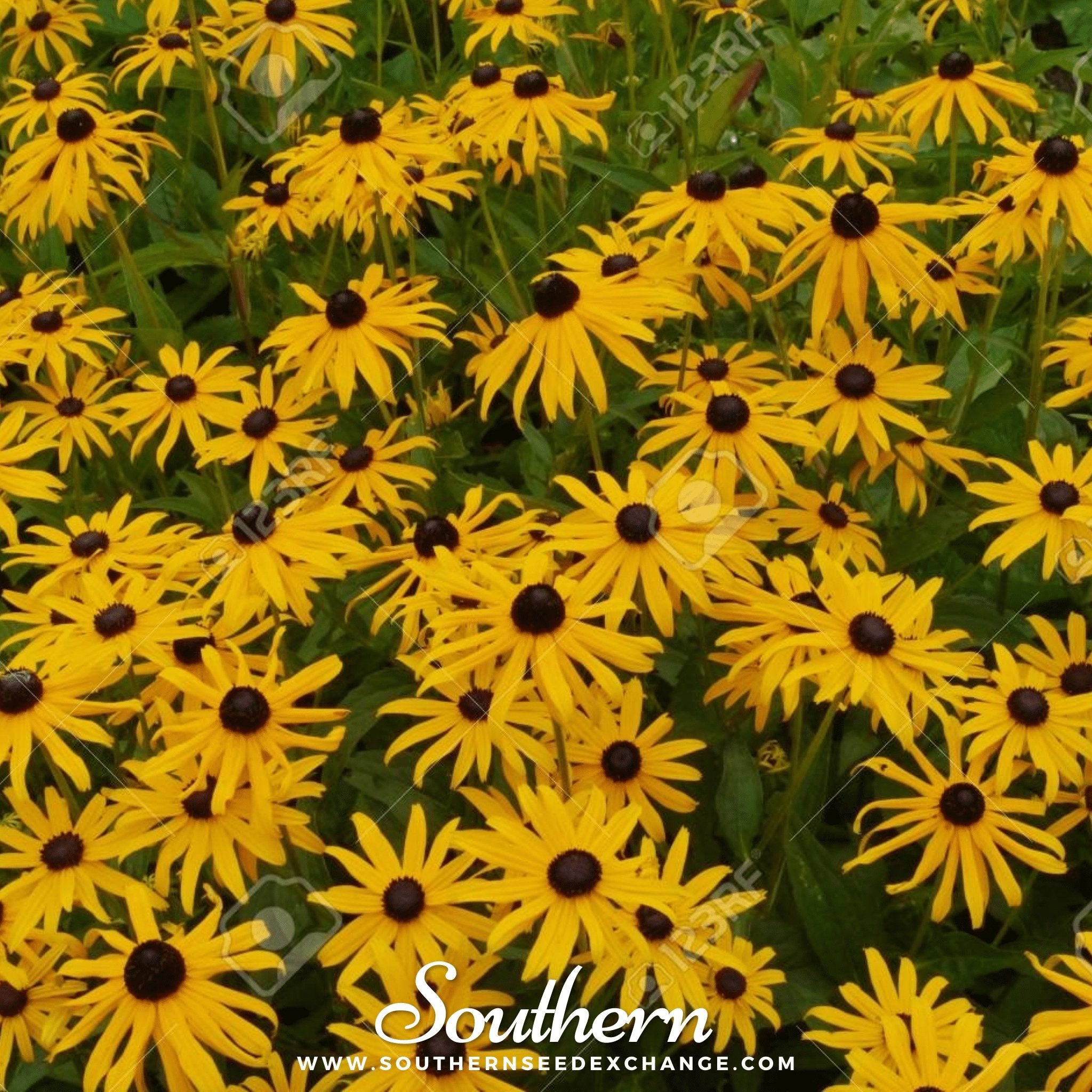 Coneflower, Yellow (Ratibida pinnata) - 100 Seeds seed packet from Seed Therapy – American - grown, heirloom seeds