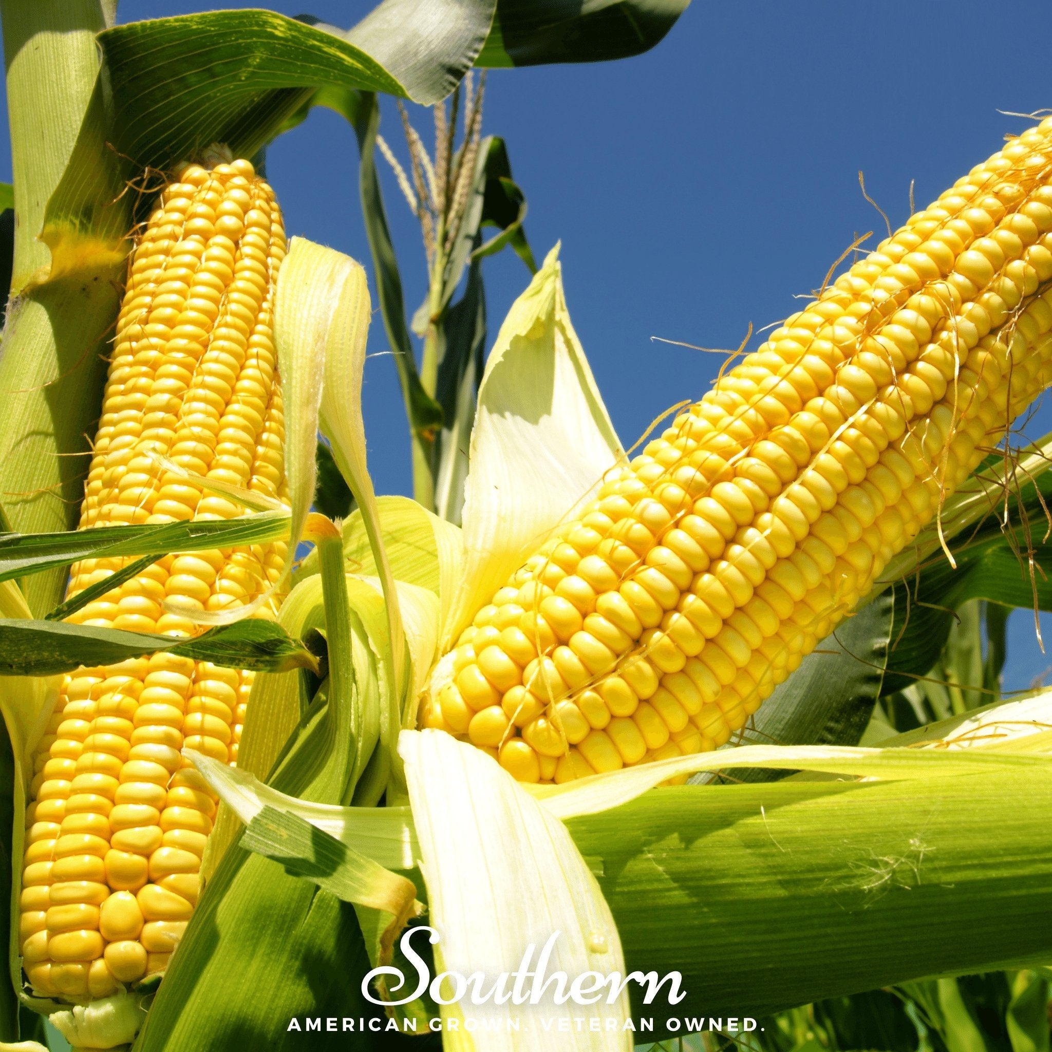 Corn, Bodacious (Zea mays) - 60 Seeds seed packet from Seed Therapy – American - grown, heirloom seeds