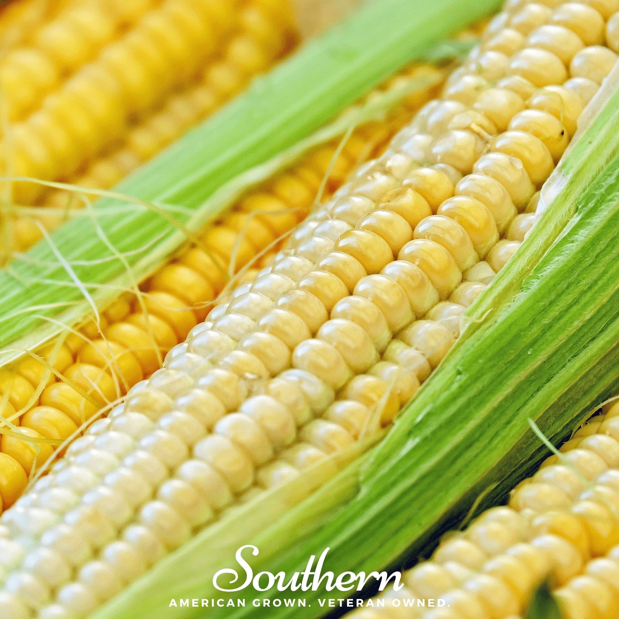 Corn, Bodacious (Zea mays) - 60 Seeds seed packet from Seed Therapy – American - grown, heirloom seeds