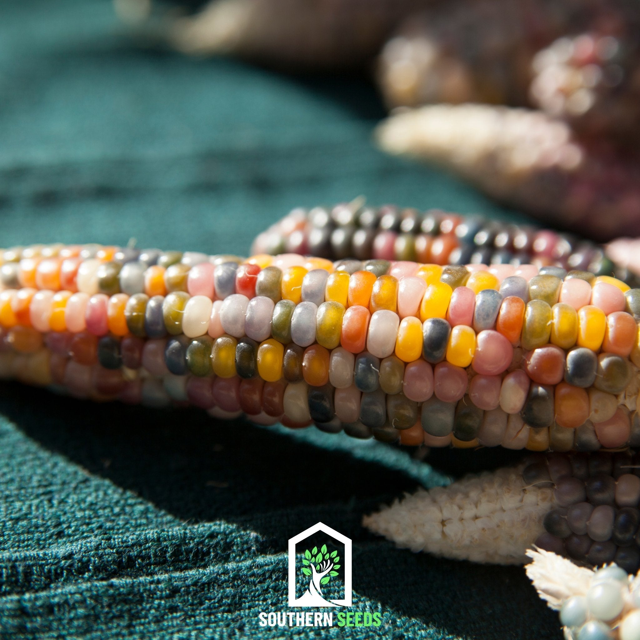 Corn, Glass Gems (Zea mays) - 30 Seeds seed packet from Seed Therapy – American - grown, heirloom seeds