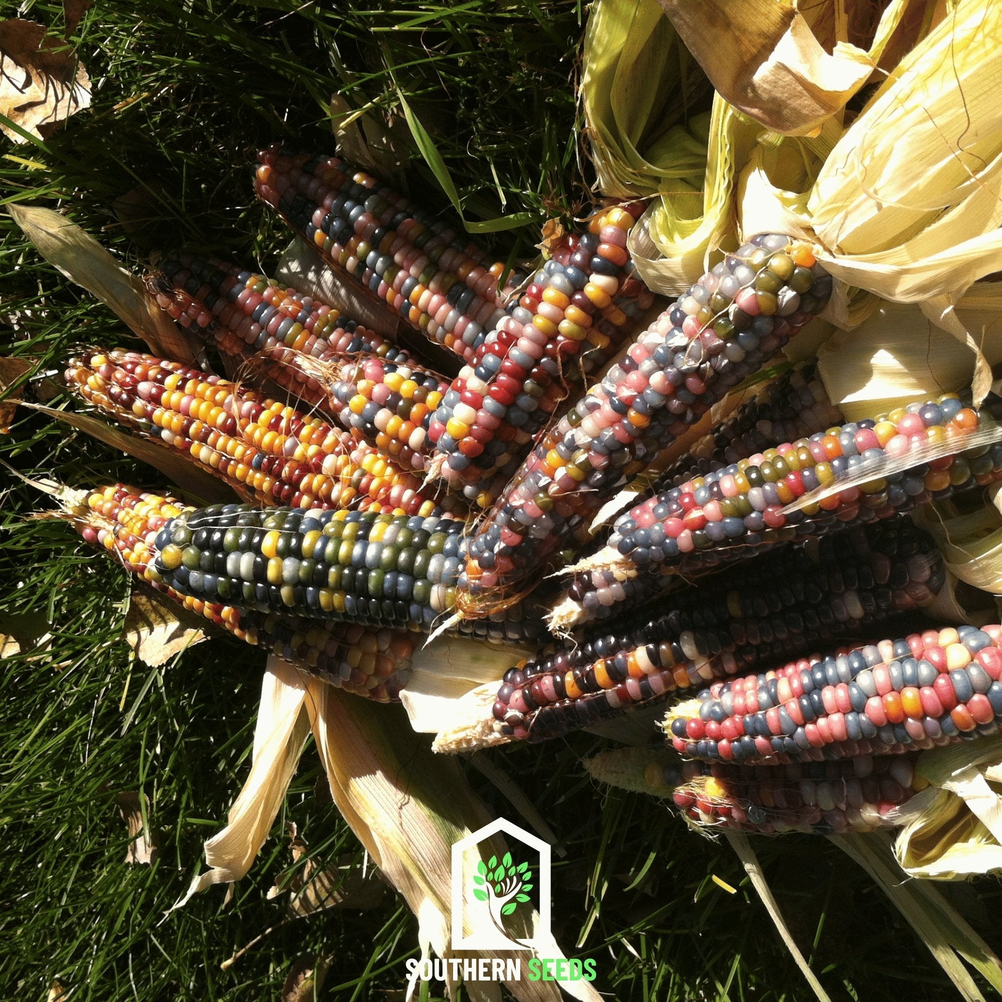 Corn, Glass Gems (Zea mays) - 30 Seeds seed packet from Seed Therapy – American - grown, heirloom seeds