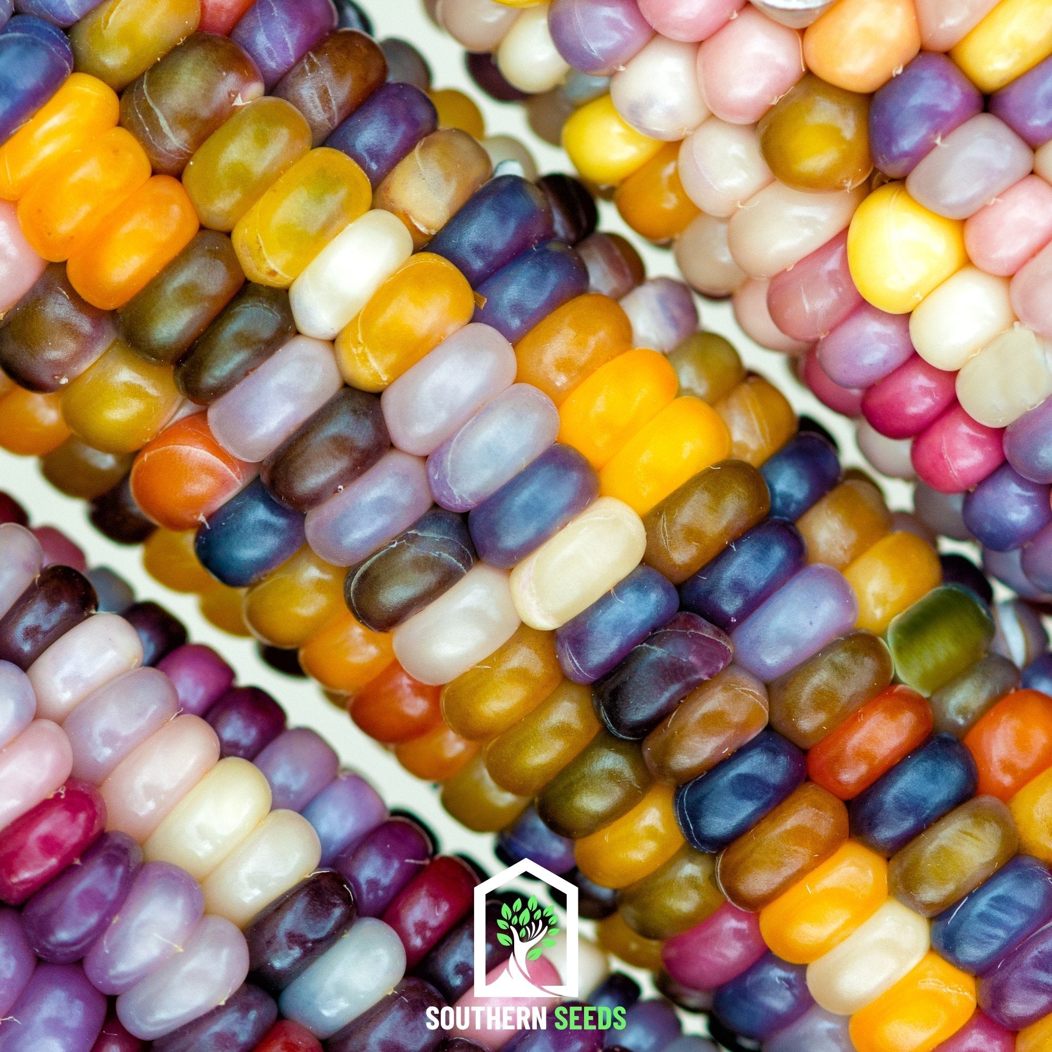 Corn, Glass Gems (Zea mays) - 30 Seeds seed packet from Seed Therapy – American - grown, heirloom seeds