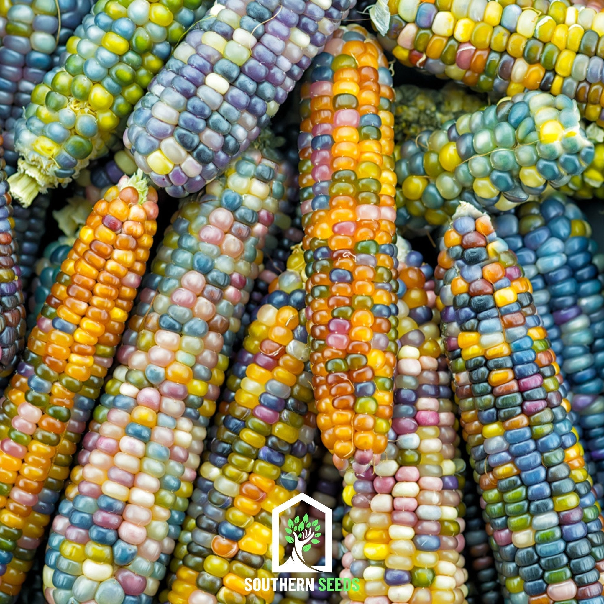 Corn, Glass Gems (Zea mays) - 30 Seeds seed packet from Seed Therapy – American - grown, heirloom seeds