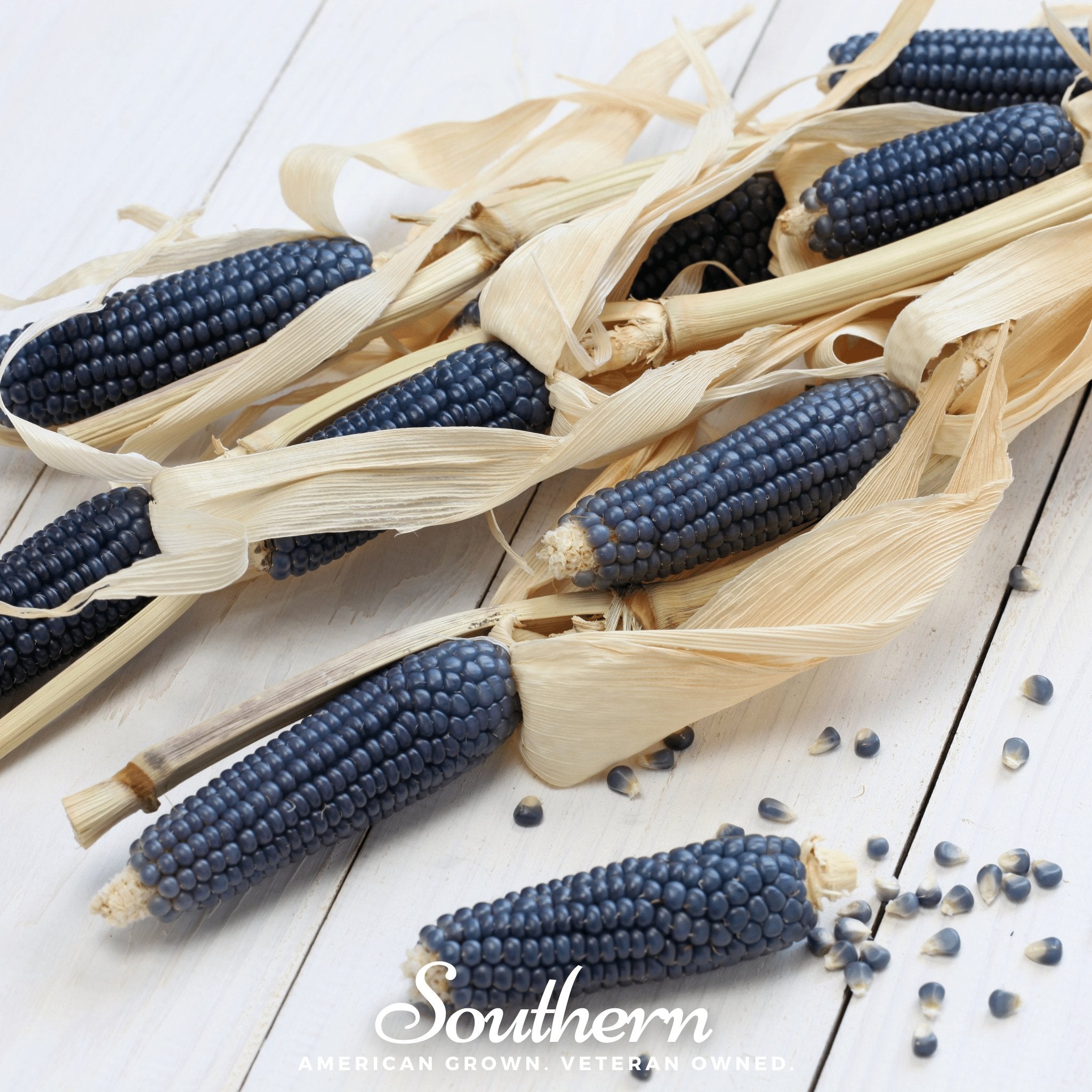 Corn, Hopi Blue (Zea mays) - 30 Seeds seed packet from Seed Therapy – American - grown, heirloom seeds
