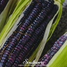 Corn, Hopi Blue (Zea mays) - 30 Seeds seed packet from Seed Therapy – American - grown, heirloom seeds