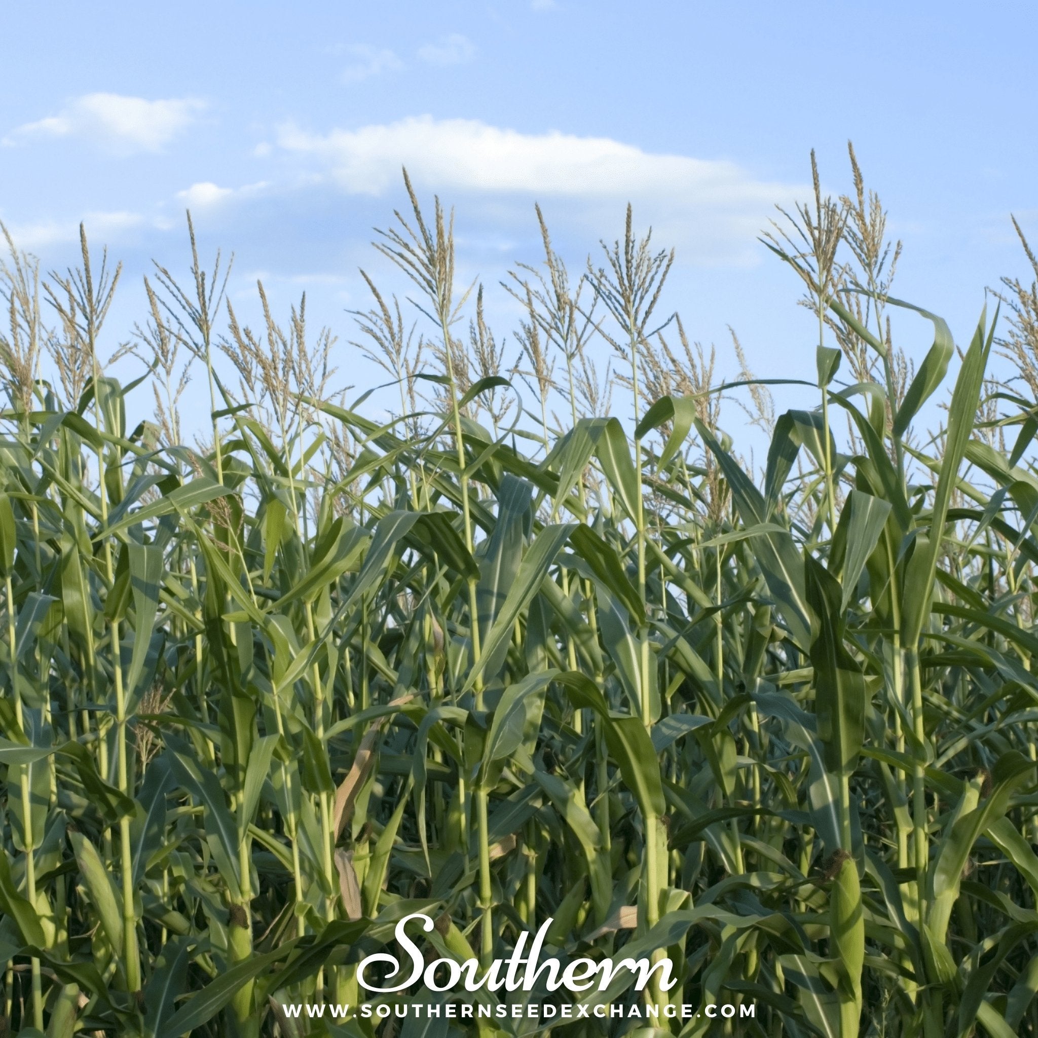 Corn, Indian Ornamental (Zea mays) - 30 Seeds seed packet from Seed Therapy – American - grown, heirloom seeds