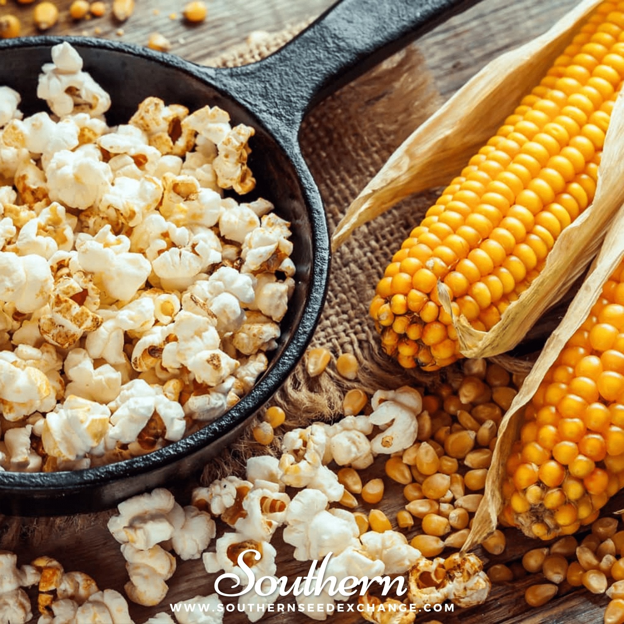 Corn, Popcorn (Zea mays everta) - 60 Seeds seed packet from Seed Therapy – American - grown, heirloom seeds
