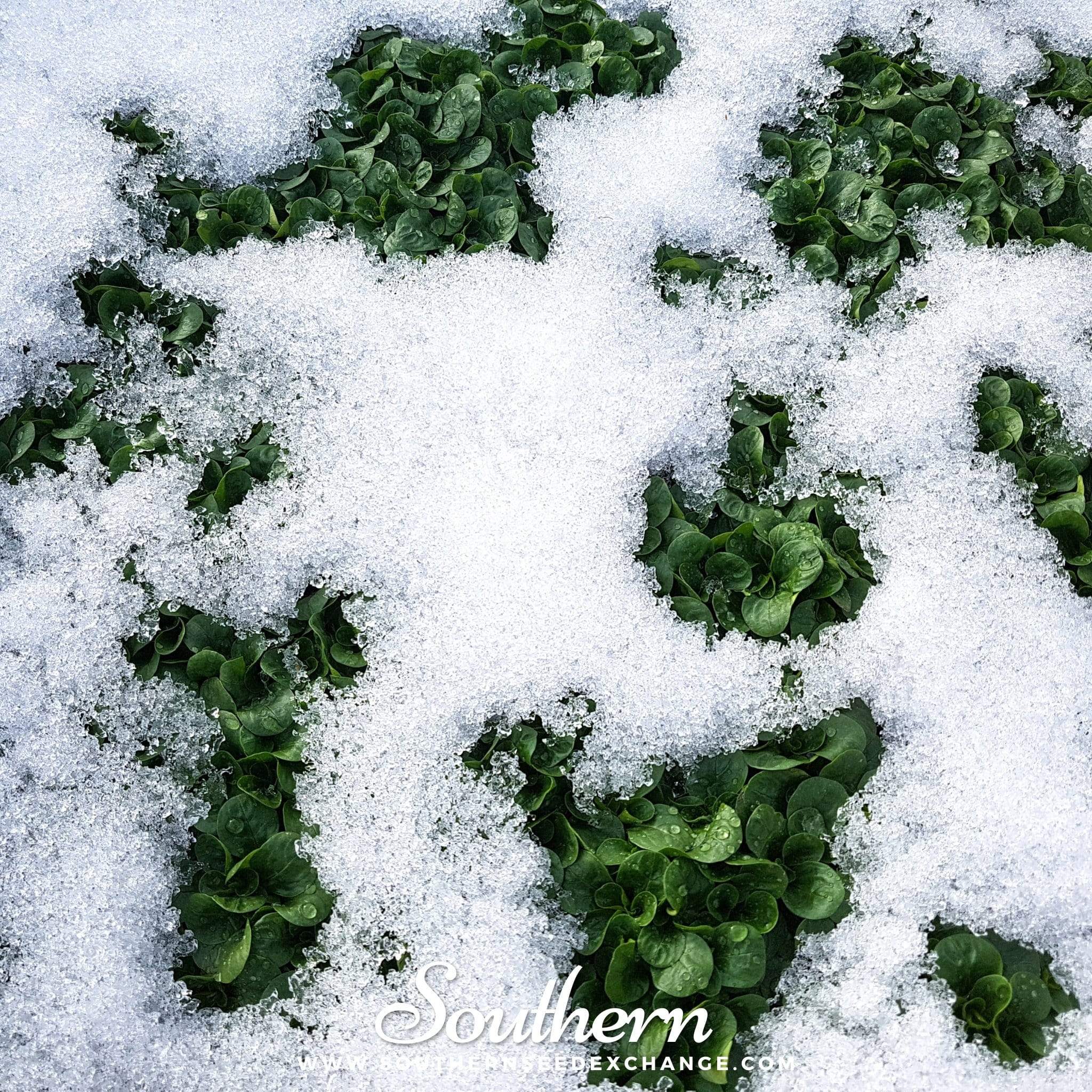 Corn Salad (Valerianella Locusta) - 100 Seeds seed packet from Seed Therapy – American - grown, heirloom seeds