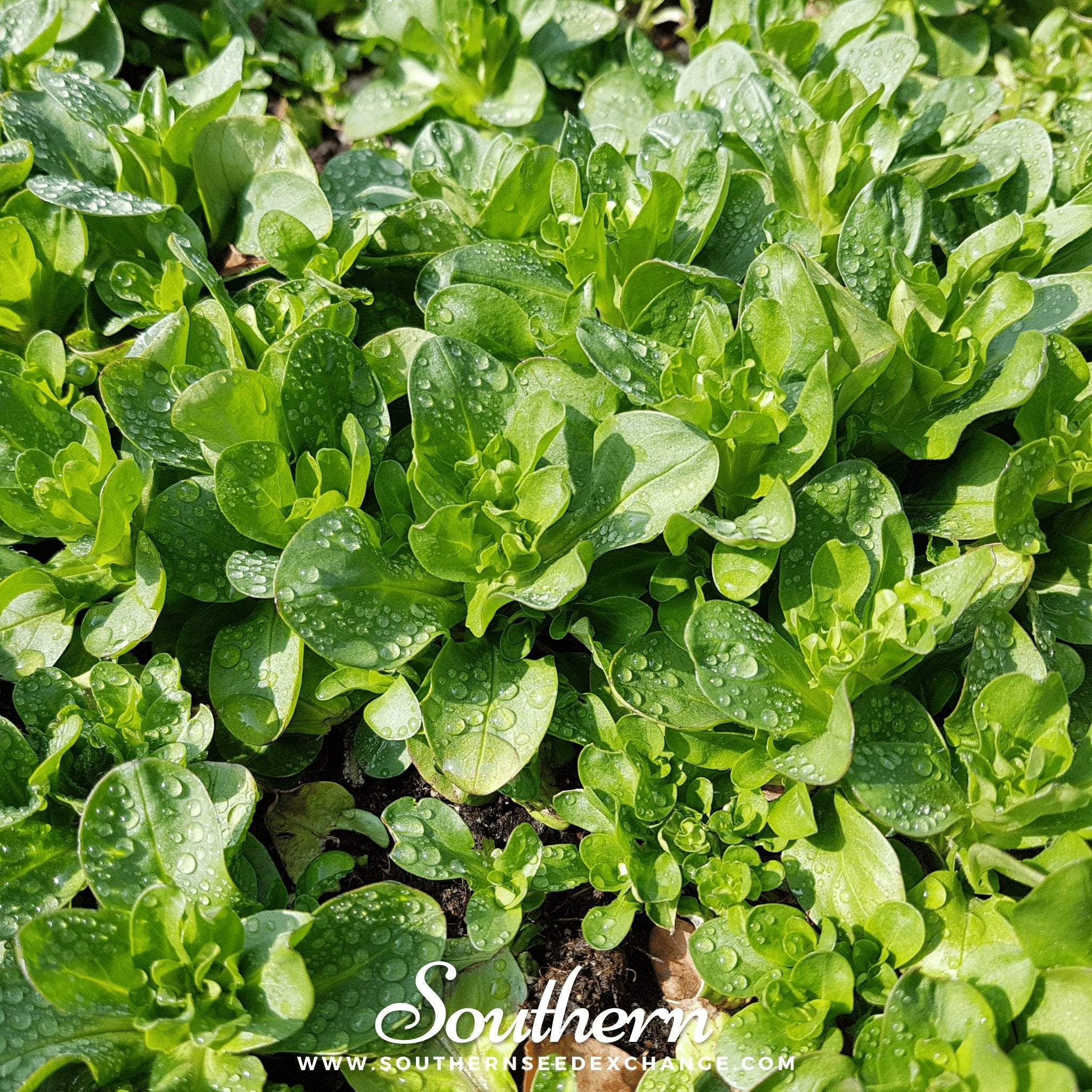 Corn Salad (Valerianella Locusta) - 100 Seeds seed packet from Seed Therapy – American - grown, heirloom seeds