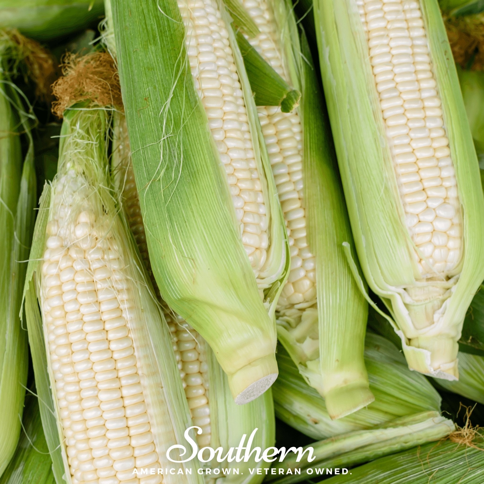 Corn, Stowells Evergreen Sweet (Zea mays) - 30 Seeds seed packet from Seed Therapy – American - grown, heirloom seeds