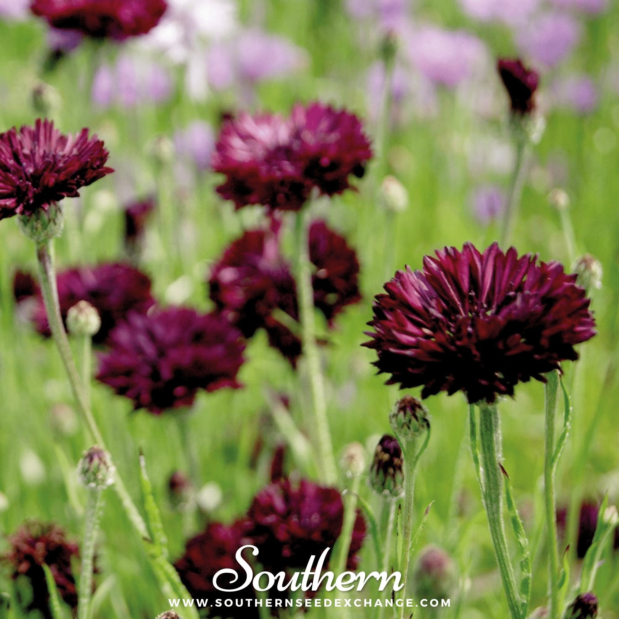 Cornflower, Black (Centaurea cyanus) - 50 Seeds seed packet from Seed Therapy – American - grown, heirloom seeds