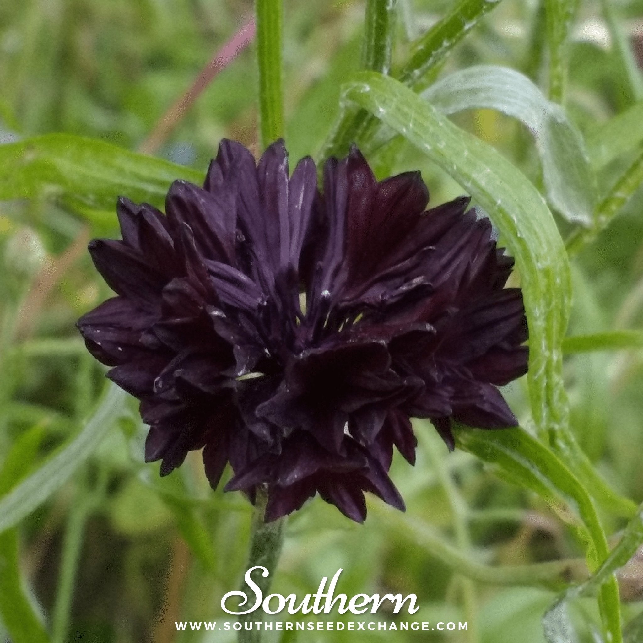 Cornflower, Black (Centaurea cyanus) - 50 Seeds seed packet from Seed Therapy – American - grown, heirloom seeds