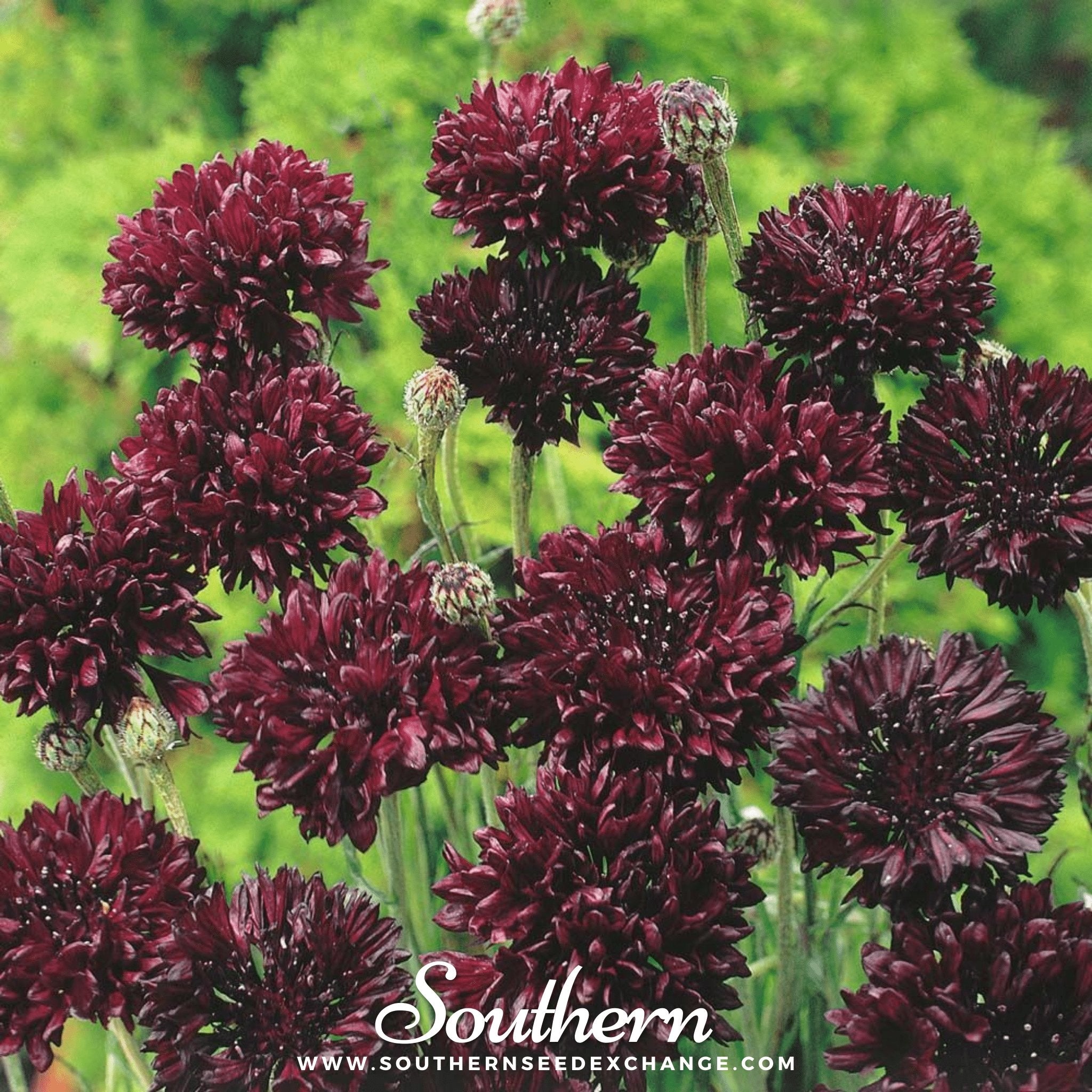 Cornflower, Black (Centaurea cyanus) - 50 Seeds seed packet from Seed Therapy – American - grown, heirloom seeds