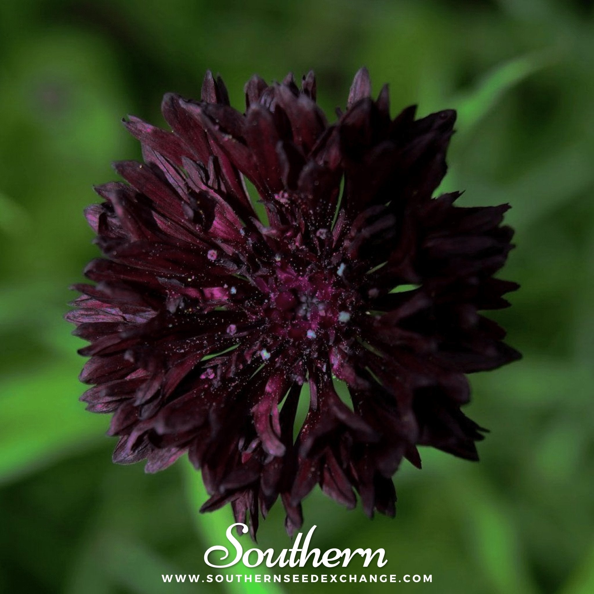Cornflower, Black (Centaurea cyanus) - 50 Seeds seed packet from Seed Therapy – American - grown, heirloom seeds