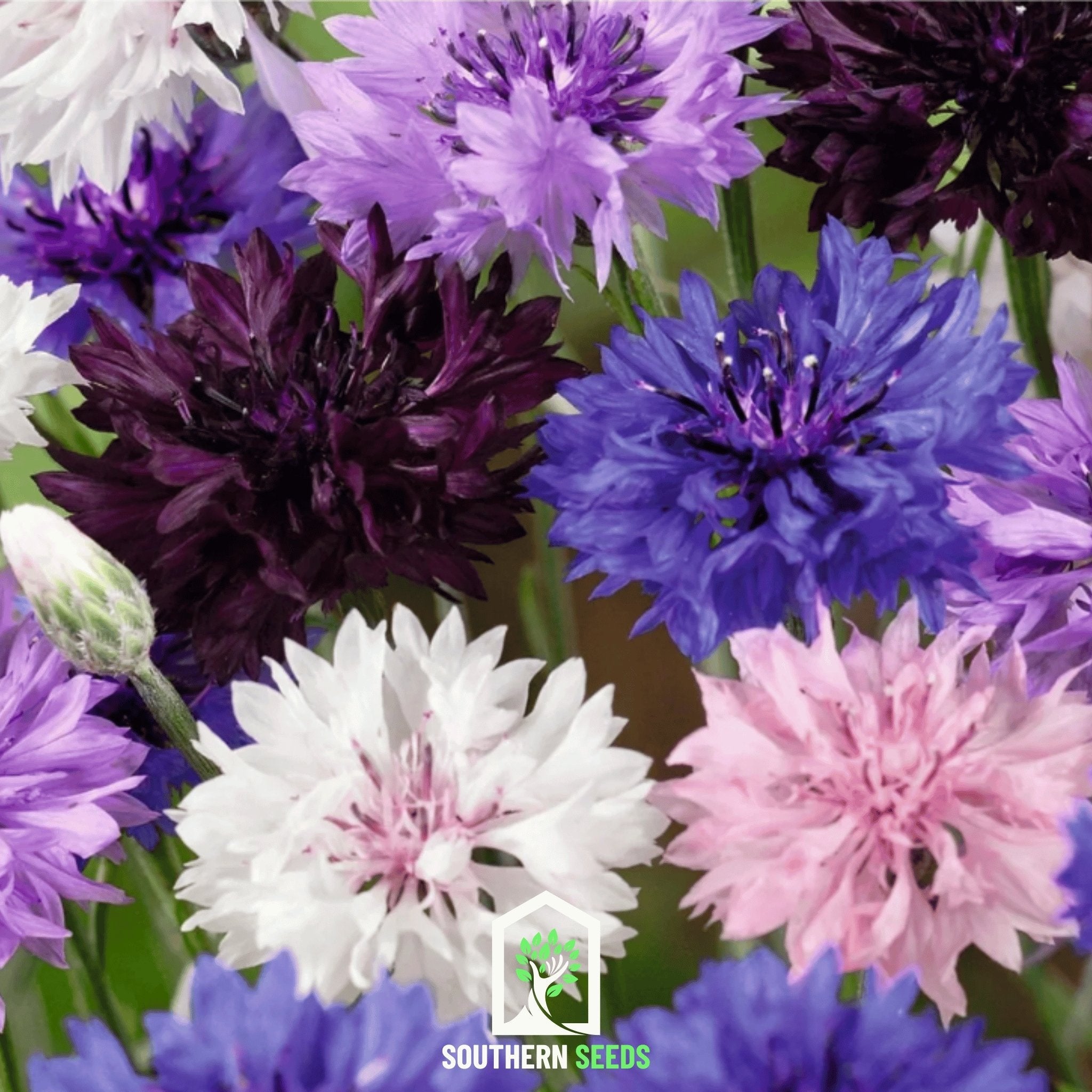 Cornflower, Mix (Centaurea cyanus) - 100 Seeds seed packet from Seed Therapy – American - grown, heirloom seeds