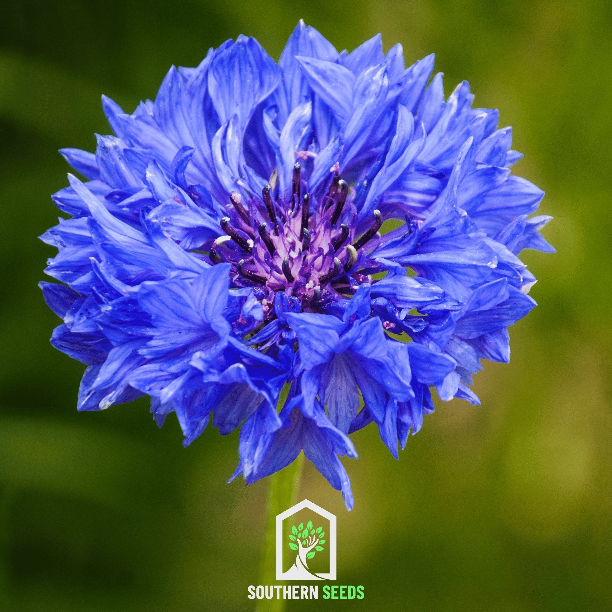 Cornflower, Mix (Centaurea cyanus) - 100 Seeds seed packet from Seed Therapy – American - grown, heirloom seeds