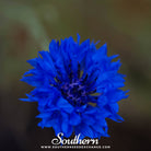 Cornflower, Tall Blue (Centaurea Cyanus) - 100 Seeds seed packet from Seed Therapy – American - grown, heirloom seeds
