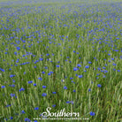 Cornflower, Tall Blue (Centaurea Cyanus) - 100 Seeds seed packet from Seed Therapy – American - grown, heirloom seeds