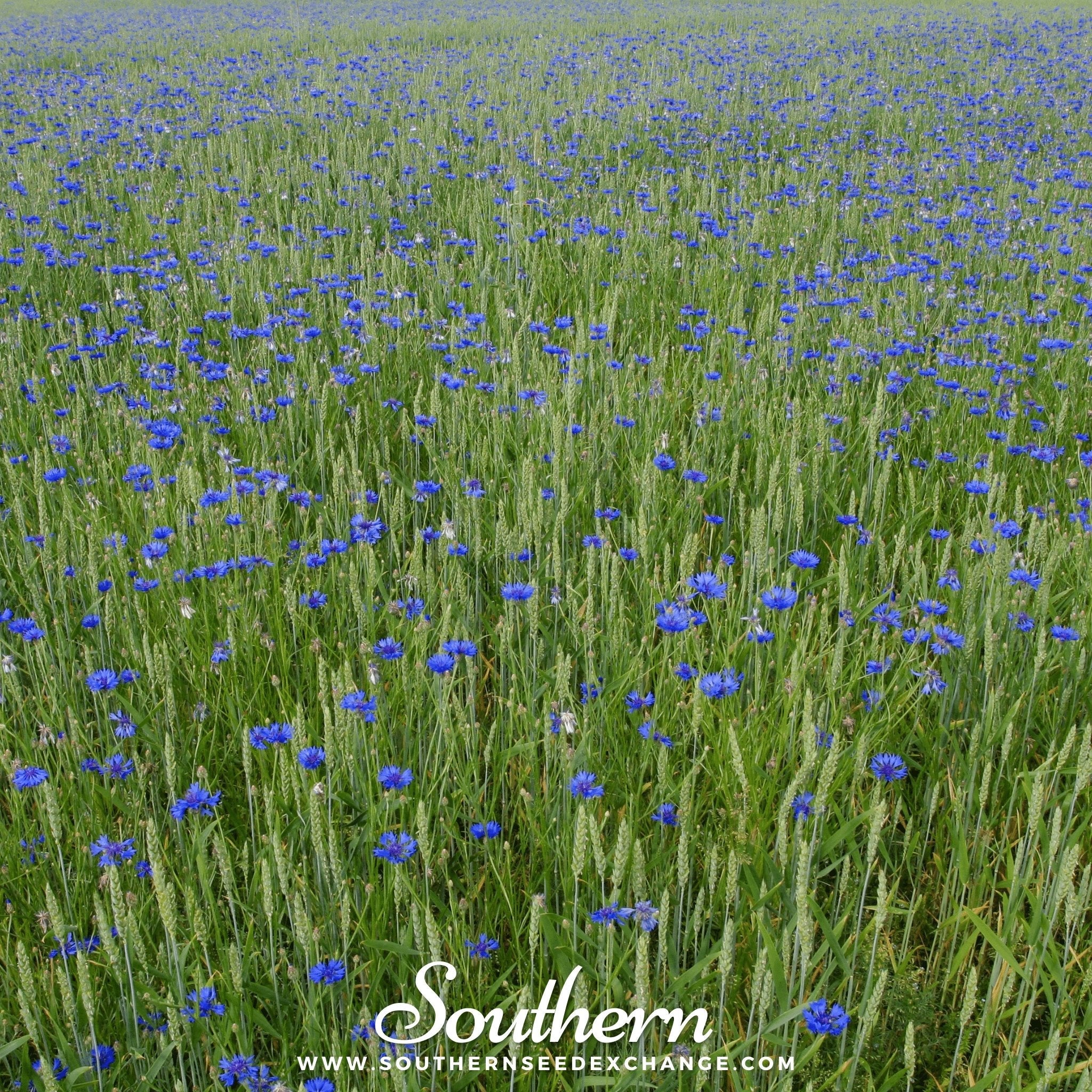 Cornflower, Tall Blue (Centaurea Cyanus) - 100 Seeds seed packet from Seed Therapy – American - grown, heirloom seeds
