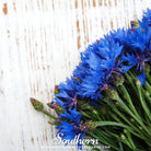 Cornflower, Tall Blue (Centaurea Cyanus) - 100 Seeds seed packet from Seed Therapy – American - grown, heirloom seeds