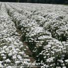 Cornflower, Tall White (Centaurea Cyanus) - 100 Seeds seed packet from Seed Therapy – American - grown, heirloom seeds