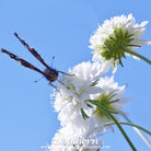 Cornflower, Tall White (Centaurea Cyanus) - 100 Seeds seed packet from Seed Therapy – American - grown, heirloom seeds