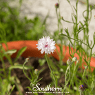 Cornflower, Tall White (Centaurea Cyanus) - 100 Seeds seed packet from Seed Therapy – American - grown, heirloom seeds