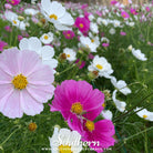 Cosmos, Dwarf Mix (Cosmos bipinnatus) - 100 Seeds seed packet from Seed Therapy – American - grown, heirloom seeds