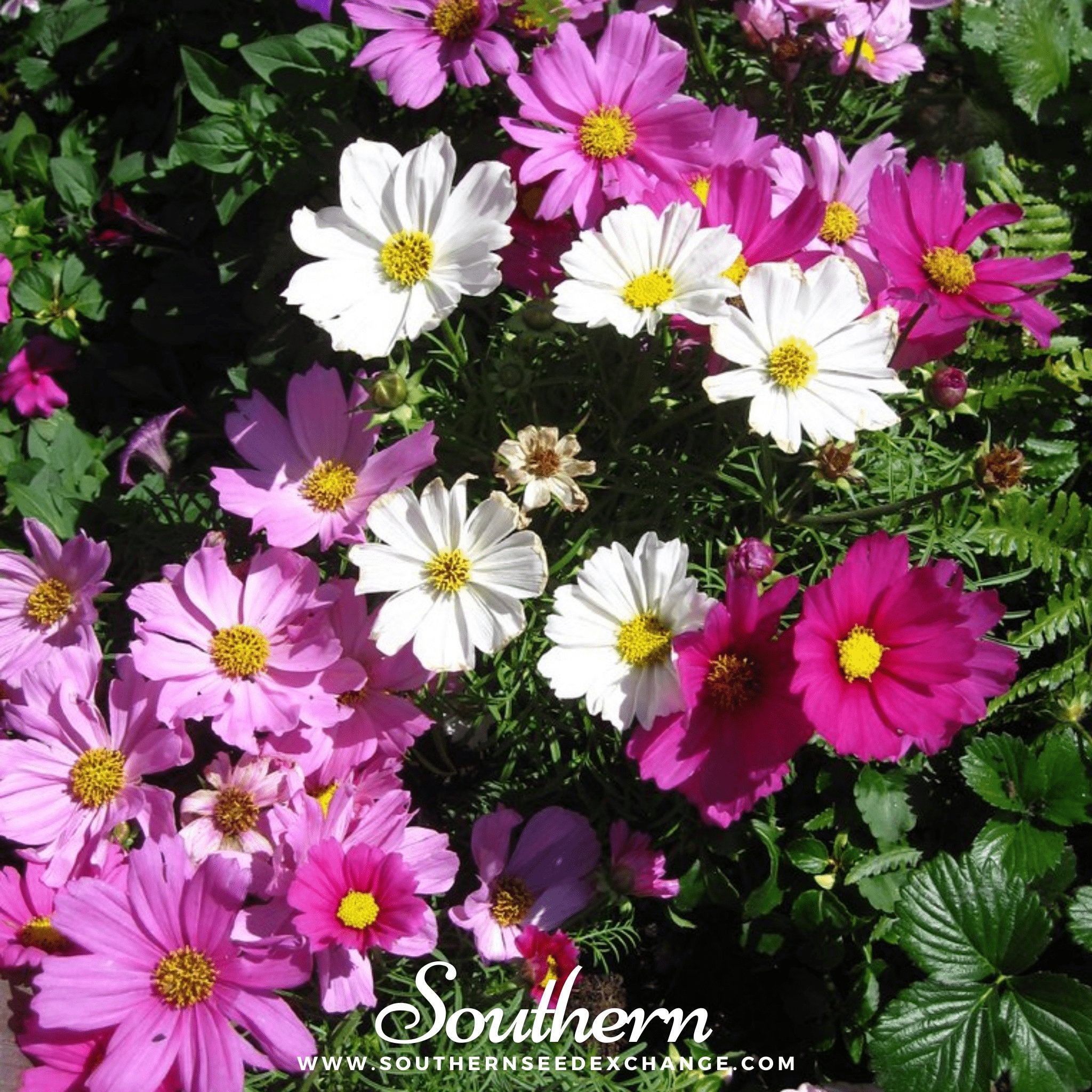 Cosmos, Dwarf Mix (Cosmos bipinnatus) - 100 Seeds seed packet from Seed Therapy – American - grown, heirloom seeds