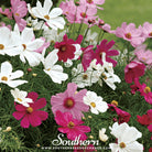 Cosmos, Dwarf Mix (Cosmos bipinnatus) - 100 Seeds seed packet from Seed Therapy – American - grown, heirloom seeds