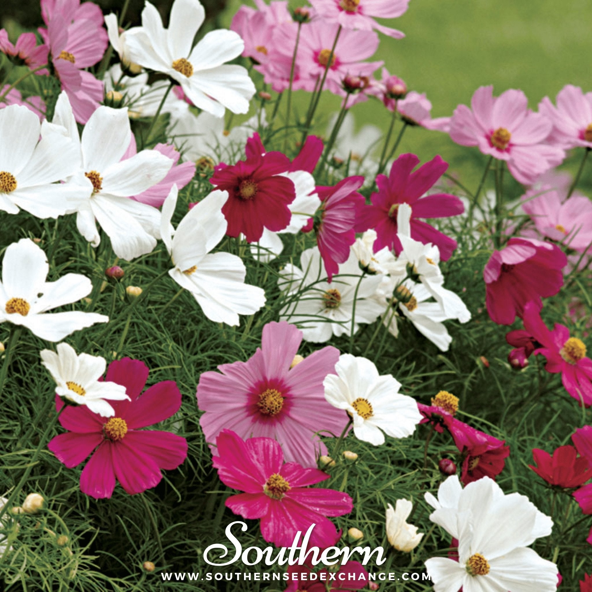 Cosmos, Dwarf Mix (Cosmos bipinnatus) - 100 Seeds seed packet from Seed Therapy – American - grown, heirloom seeds