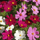 Cosmos, Dwarf Mix (Cosmos bipinnatus) - 100 Seeds seed packet from Seed Therapy – American - grown, heirloom seeds