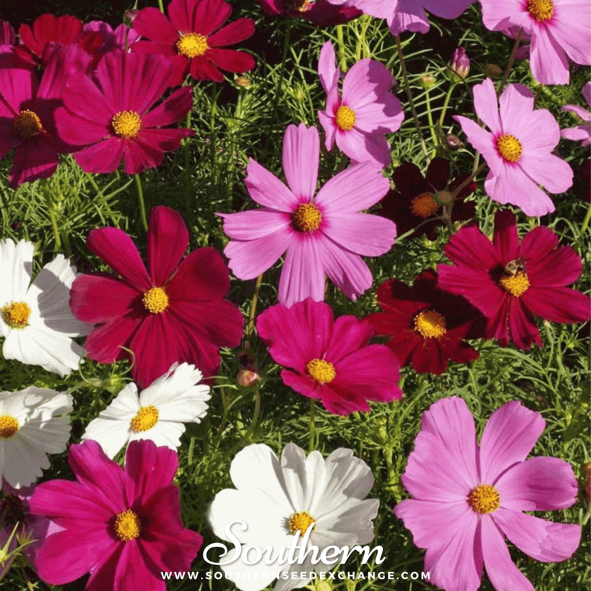 Cosmos, Dwarf Mix (Cosmos bipinnatus) - 100 Seeds seed packet from Seed Therapy – American - grown, heirloom seeds