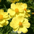 Cosmos, Lemon Sulphur Dwarf (Cosmos sulphureus) - 100 Seeds seed packet from Seed Therapy – American - grown, heirloom seeds