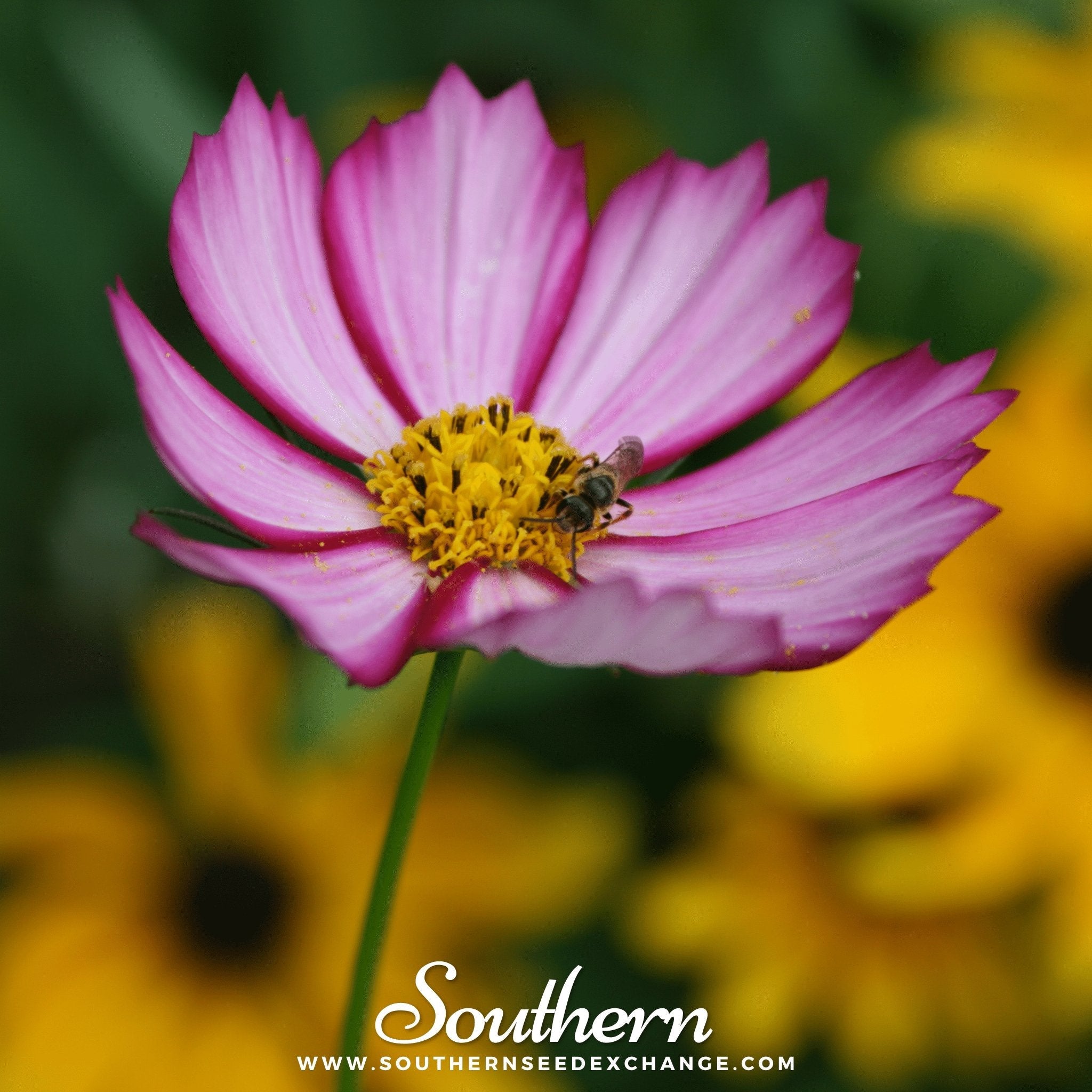 Cosmos, Picotee (Cosmos Bipinnatus Sensation) - 100 Seeds seed packet from Seed Therapy – American - grown, heirloom seeds