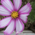 Cosmos, Picotee (Cosmos Bipinnatus Sensation) - 100 Seeds seed packet from Seed Therapy – American - grown, heirloom seeds
